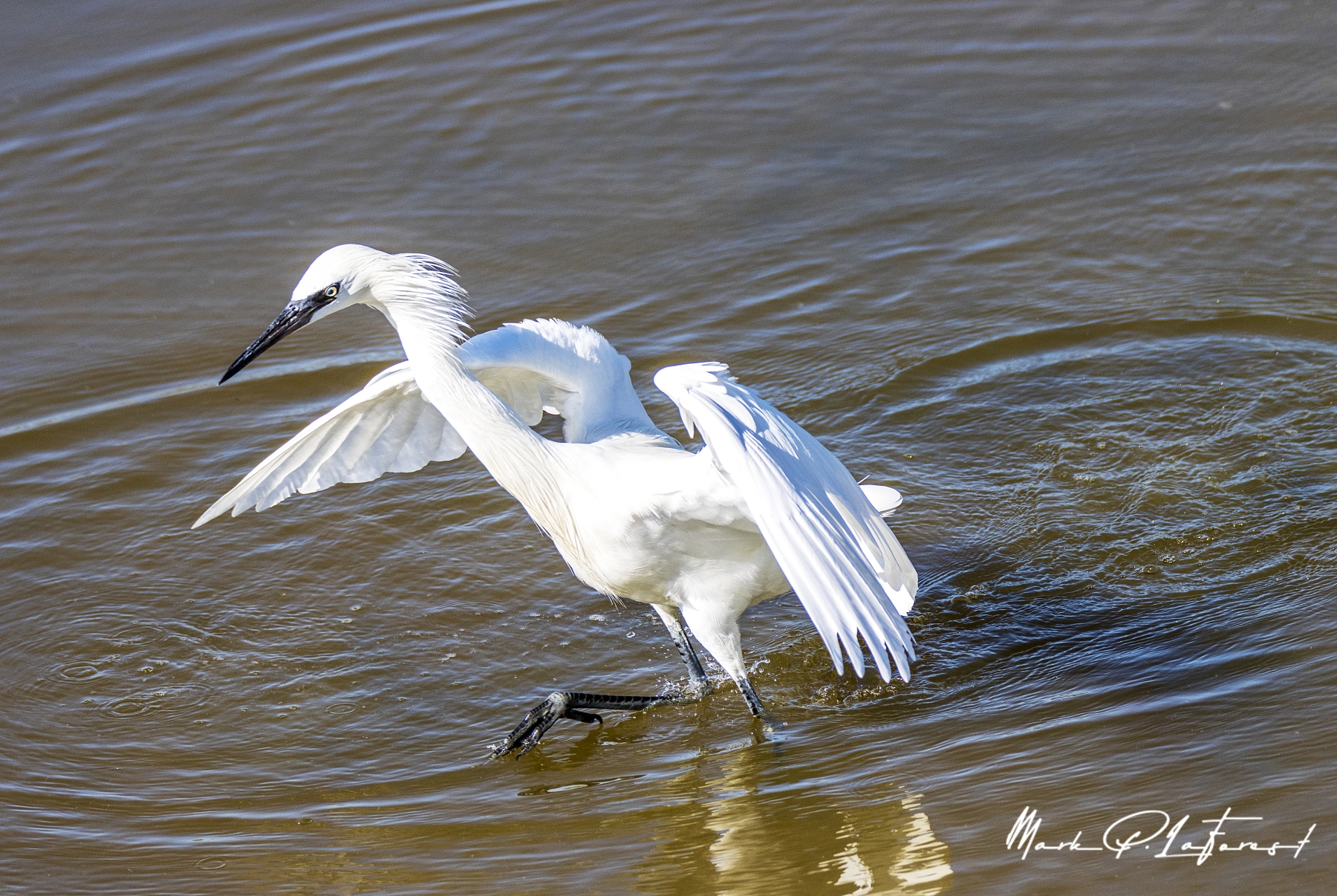 /gallery/north_america/USA/Texas/port aransas/Great White Heron Port Aransas 2022-006_med.jpg